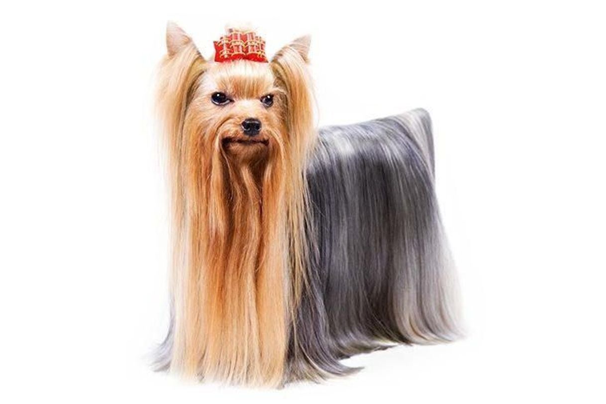 Moda Yorkshire Terrier