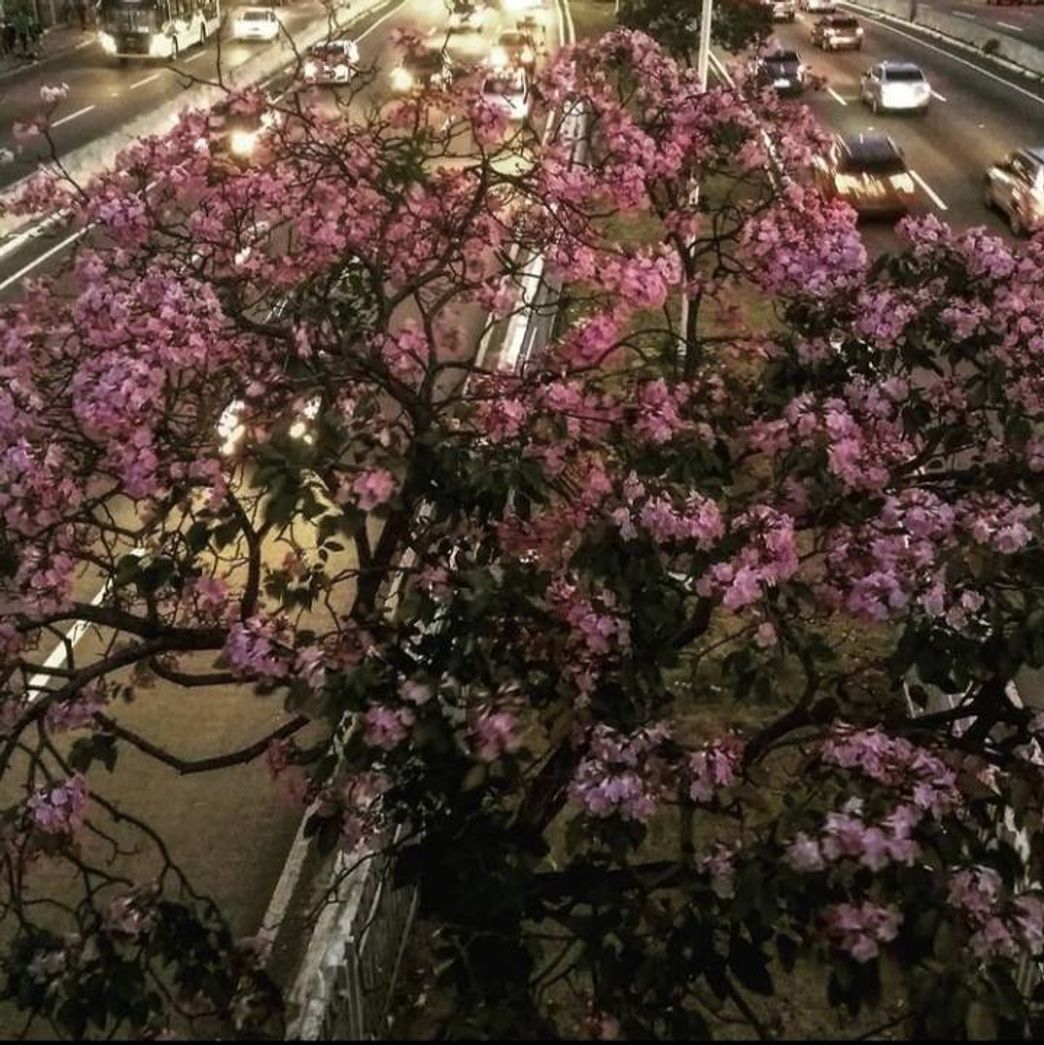 Fashion Florada de Ypê rosa.