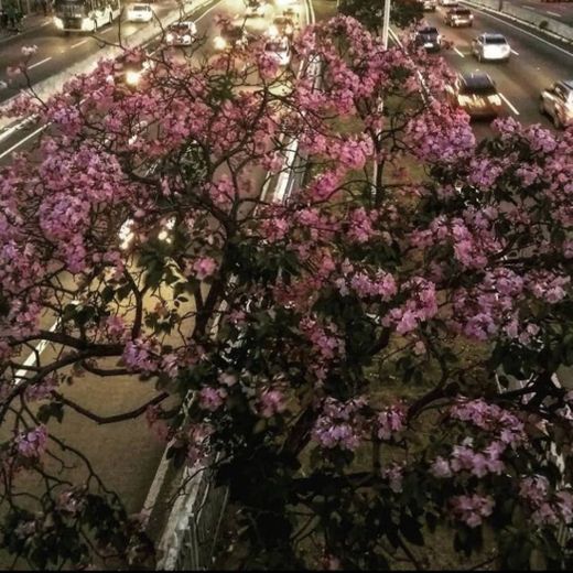 Florada de Ypê rosa.