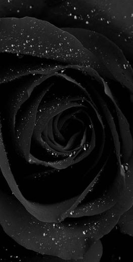 Rosa preto 