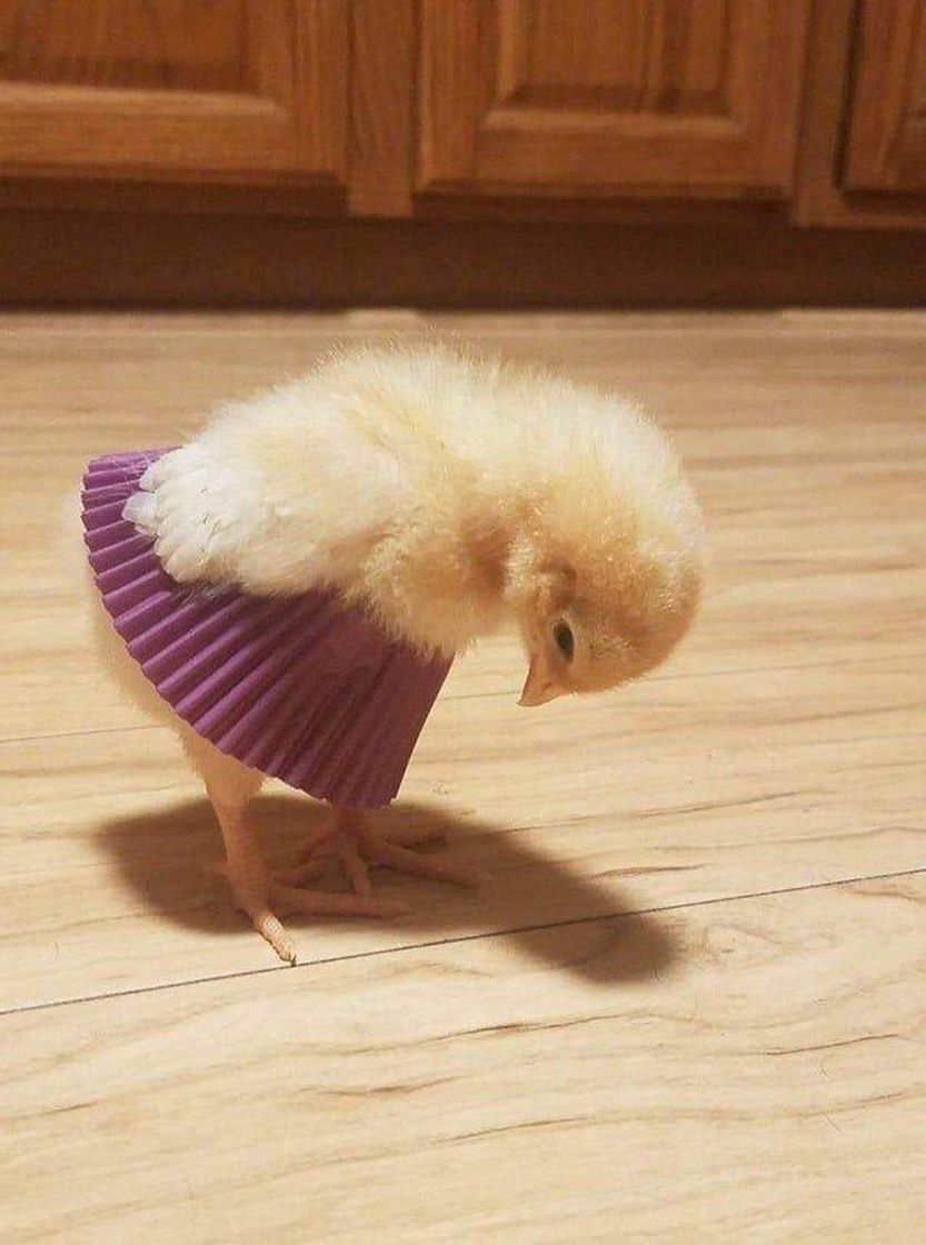 Fashion 🐥