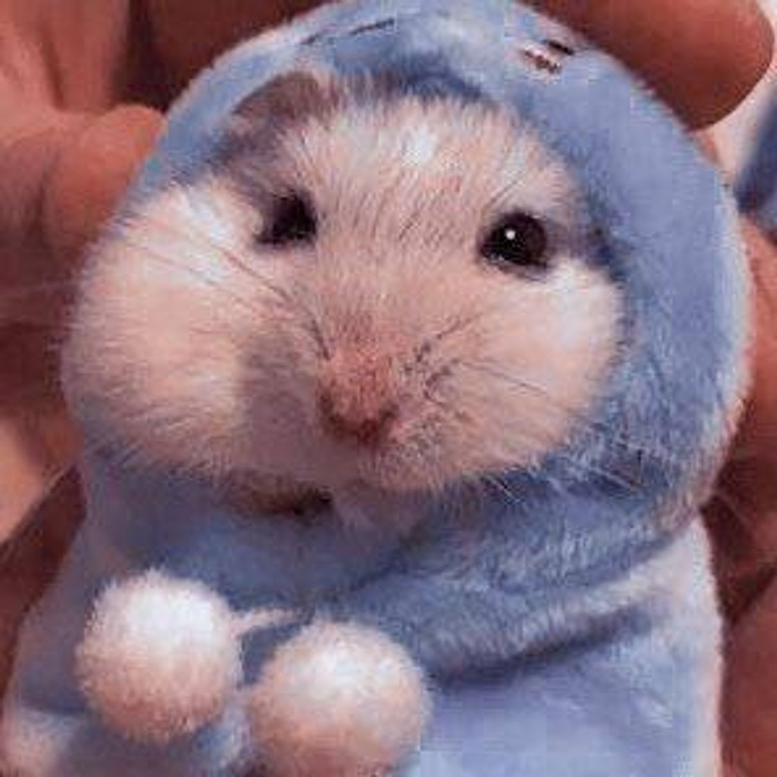 Fashion * hamster*🐹