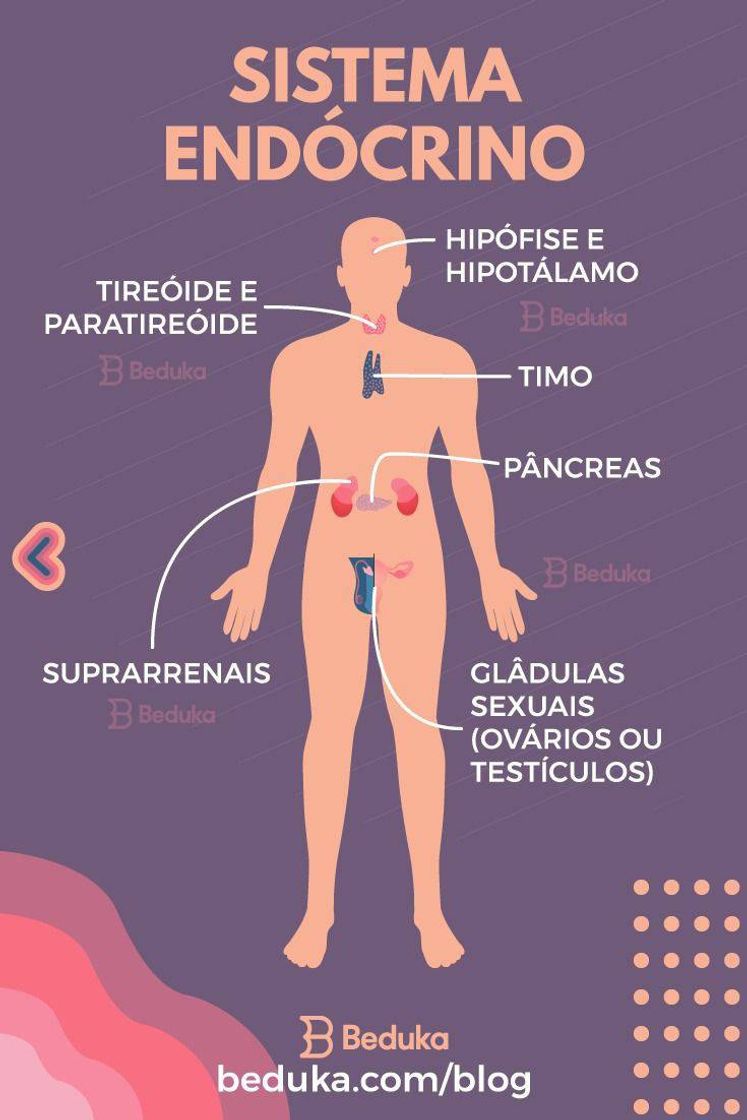 Fashion Anatomia do sistema endócrino 