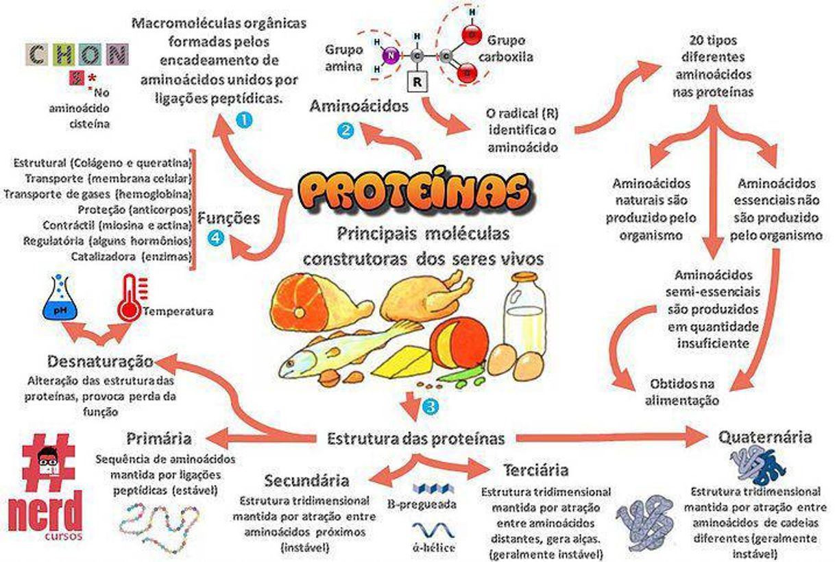 Fashion Proteínas 