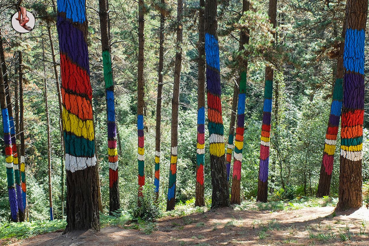 Lugar Bosque de Oma Aparkalekua