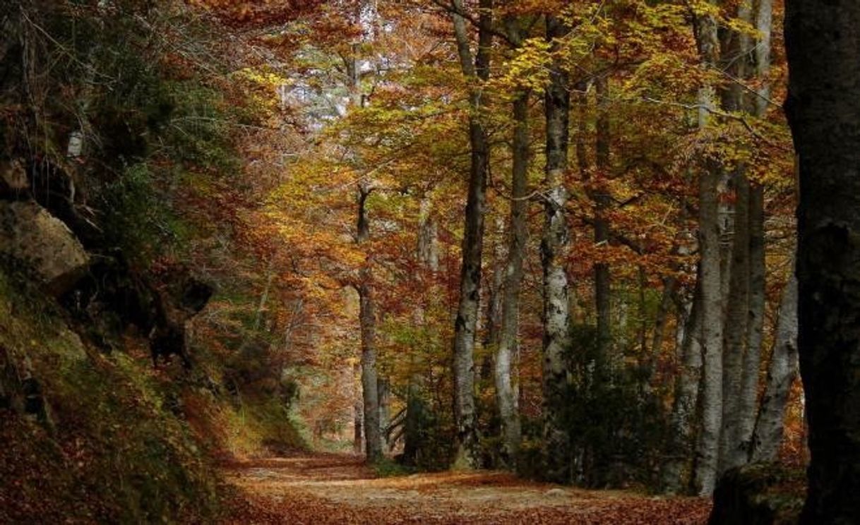 Lugar Parque Natural Sierra de Cebollera