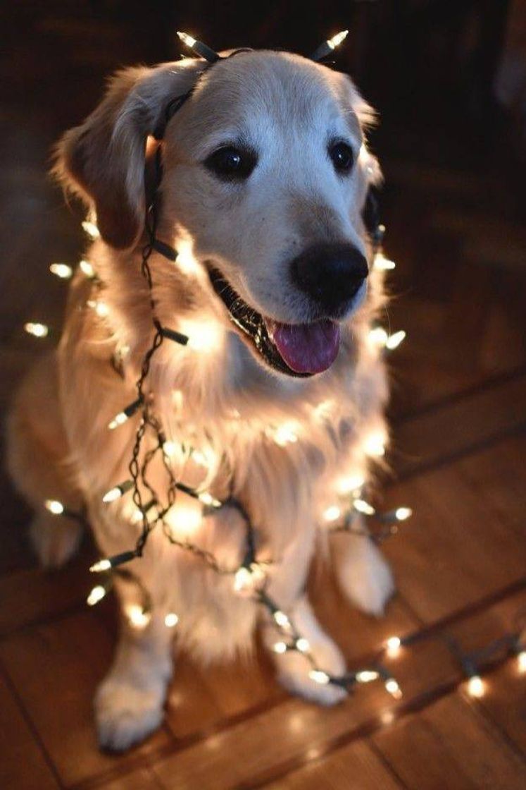 Fashion Ele tá pronto pro natal ♥️