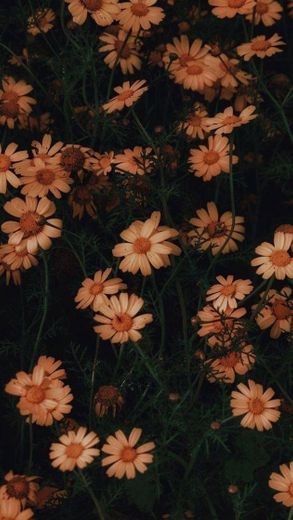 Amoo wallpapers florais😍🌻