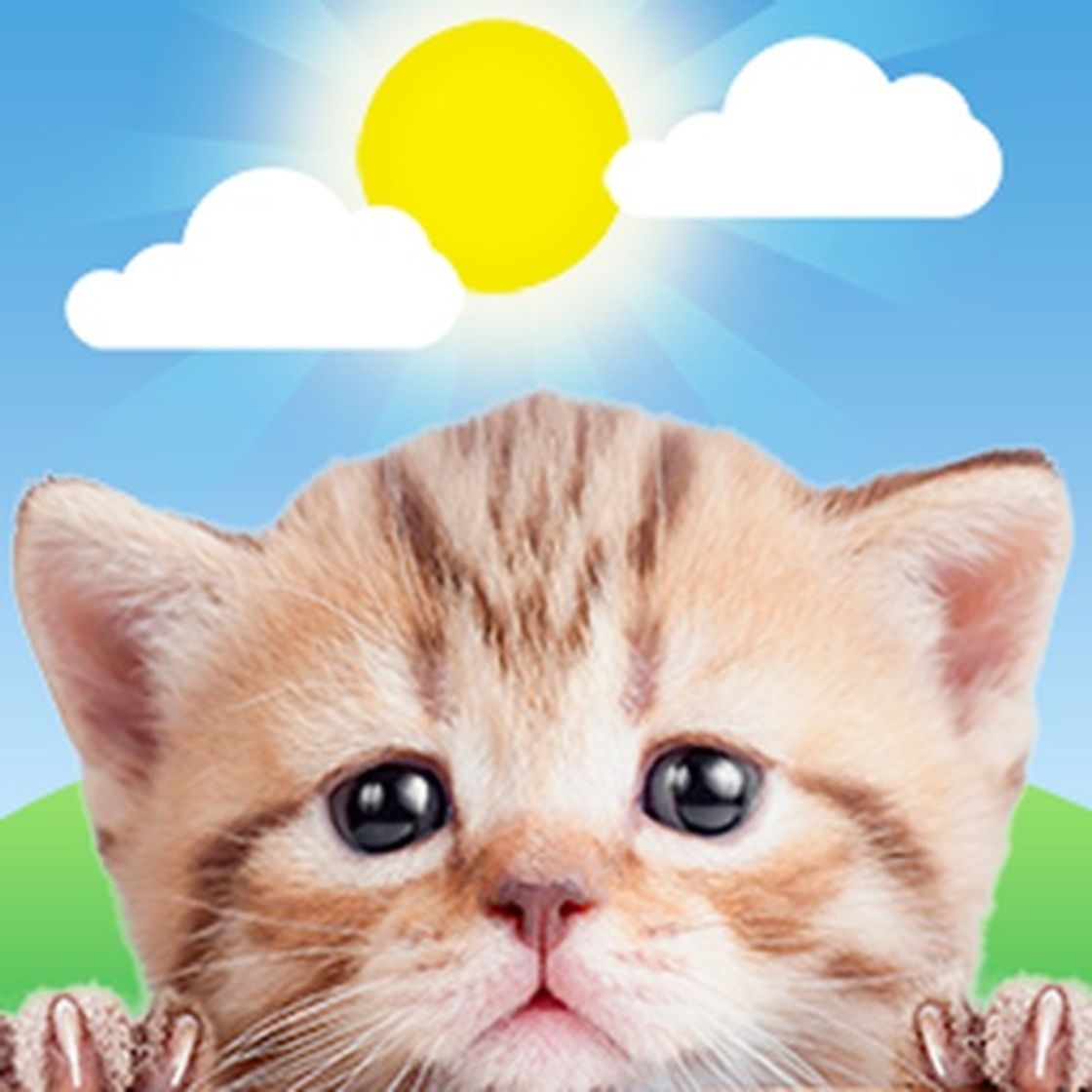 App Weather Kitty: Weather + Radar