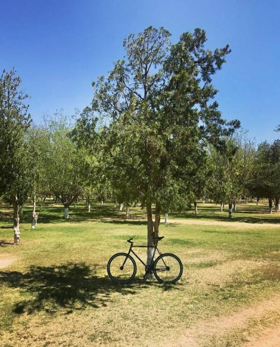 Lugar Parque Público Federal El Chamizal