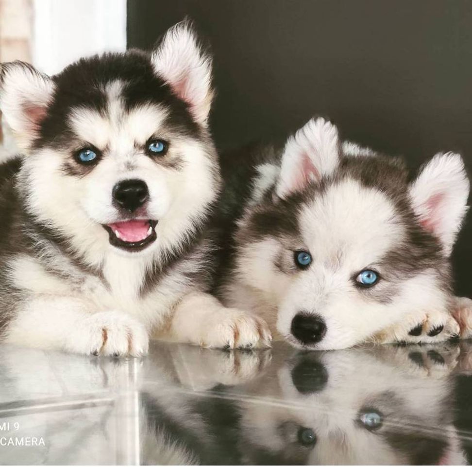 Moda Tudo sobre : Husky Siberiano