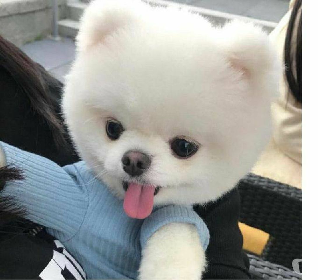 Social Dog