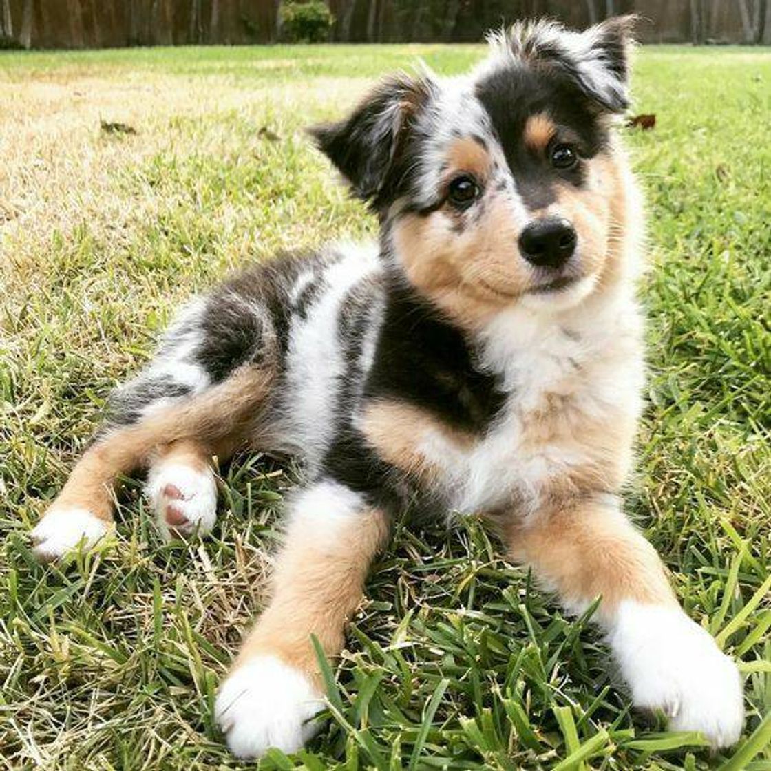 Social Dog fofo