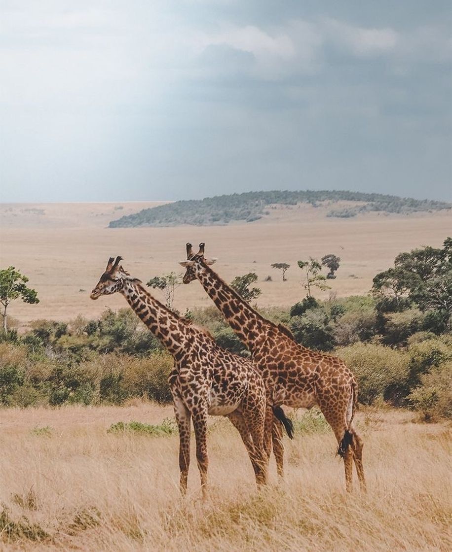 Lugares Safari 🇿🇦 