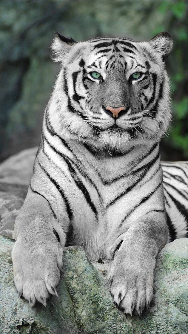 Fashion Tigre branco 