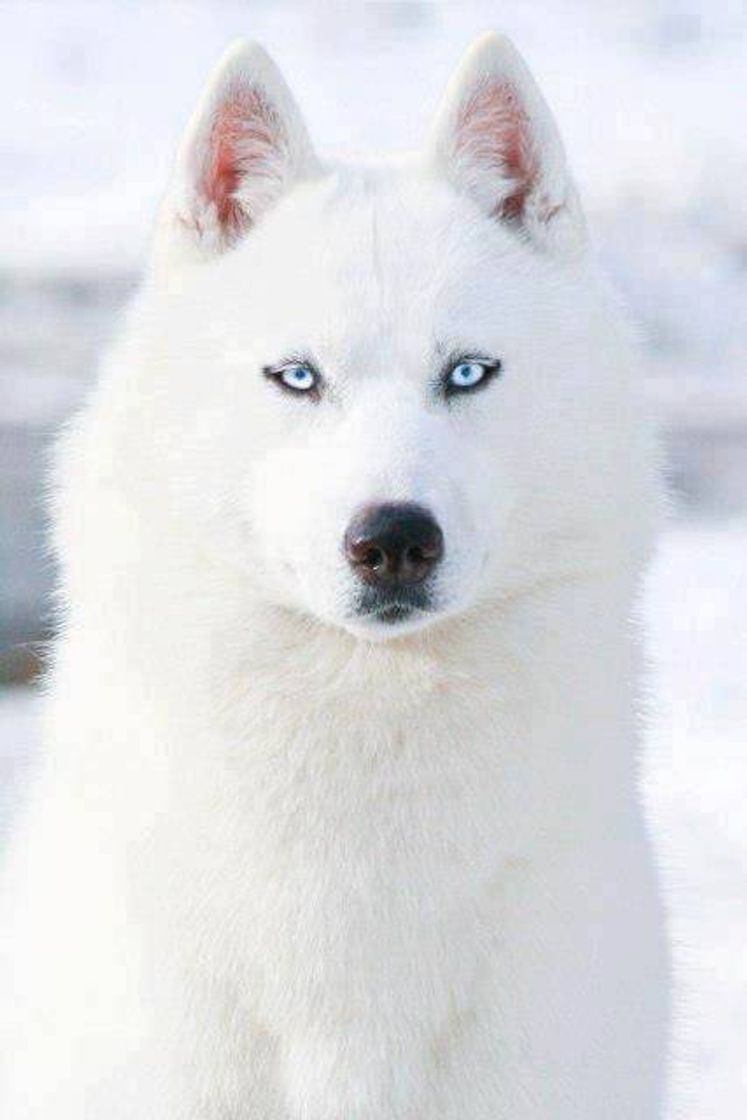 Fashion Lobo branco 🐺