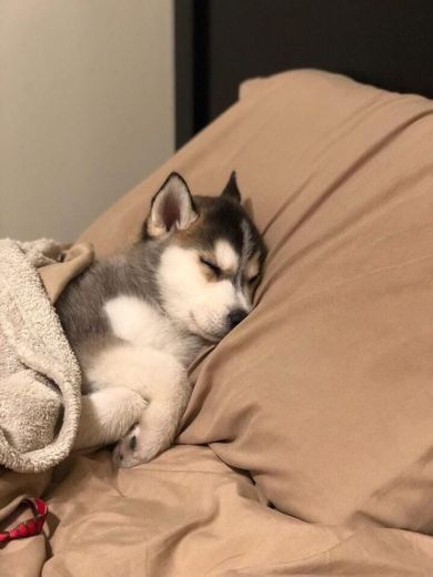 Husky bb