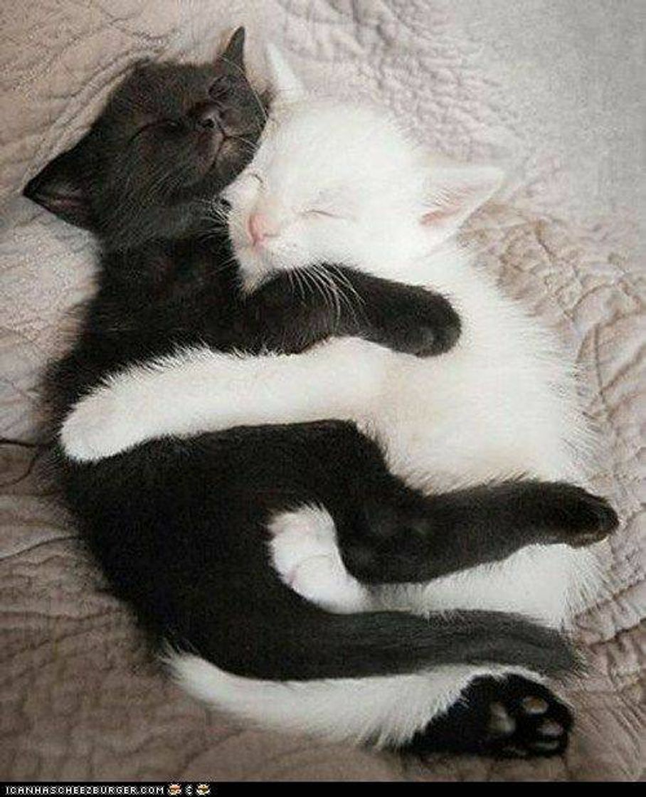 Social gatinhos