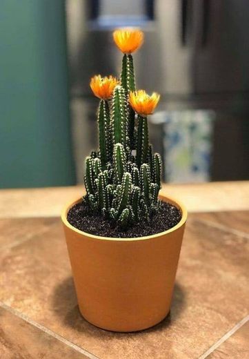 🌵