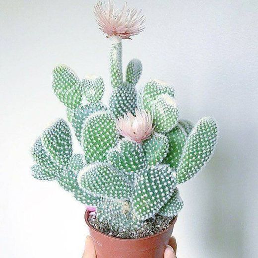 🌵