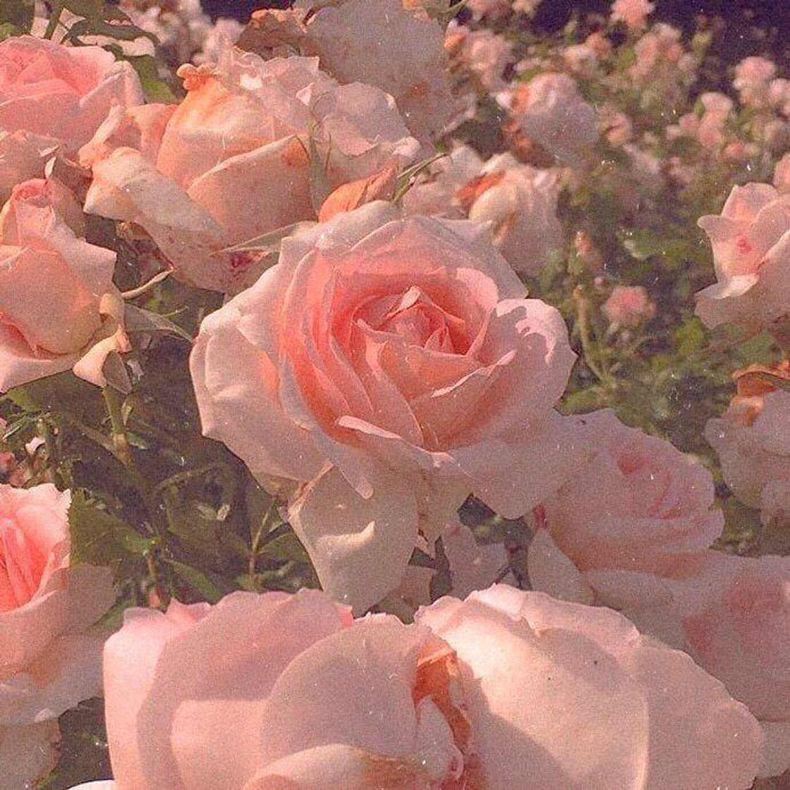 Social Roses🥀