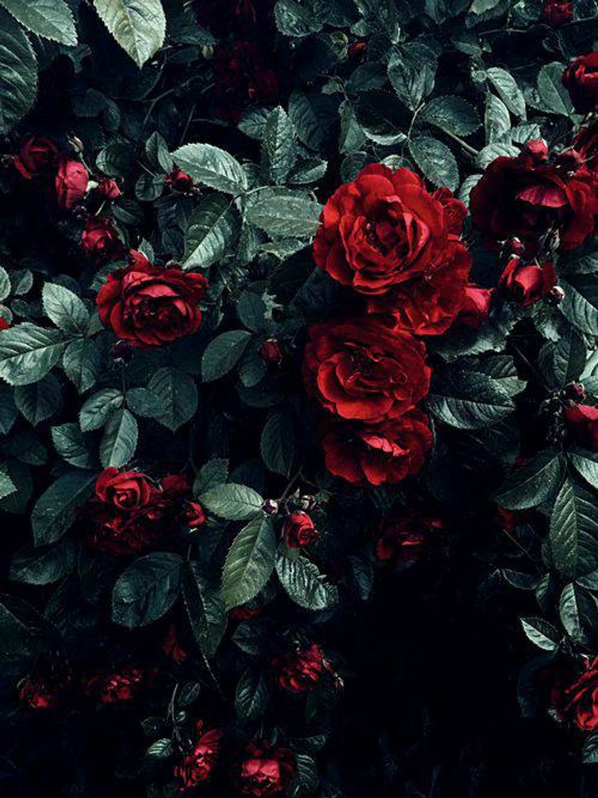 Place Roses