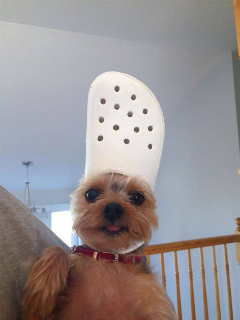 Fashion Funny pets