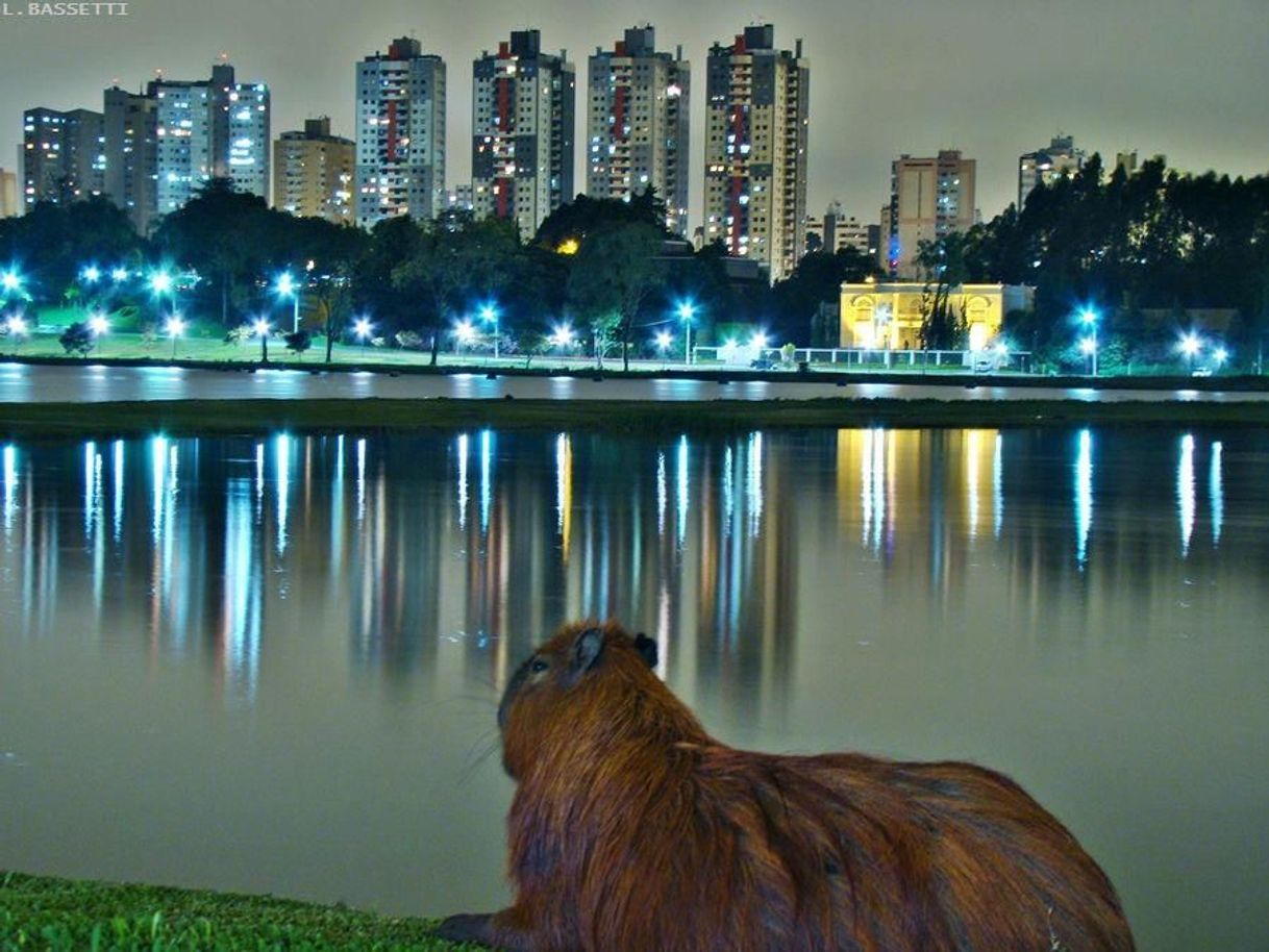 Lugar Parque Barigui