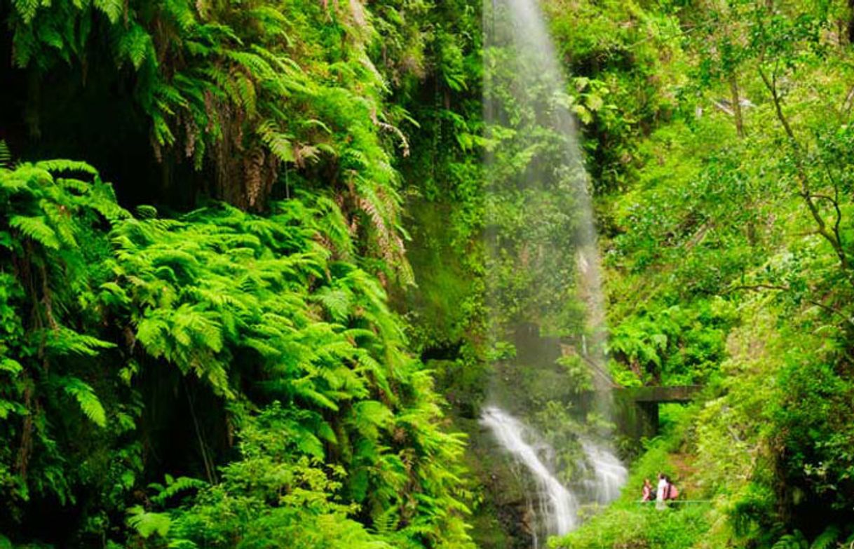 Lugar Bosque de Los Tilos