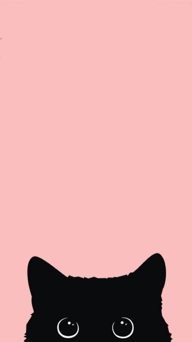 Moda Wallpaper Cat