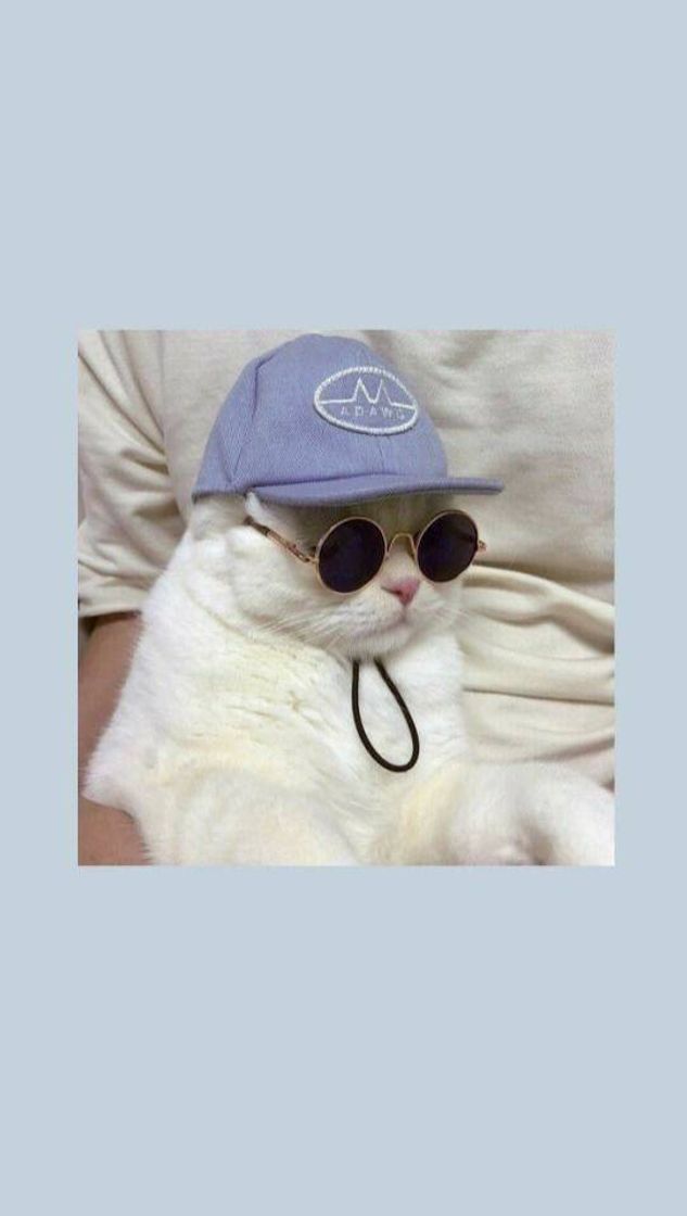 Fashion Cat