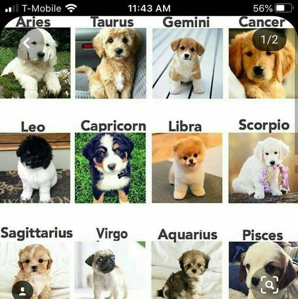 Social signos 