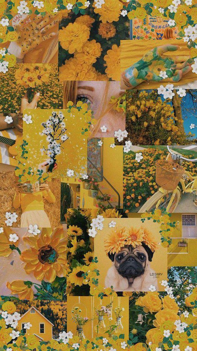 Social Wallpaper ✨