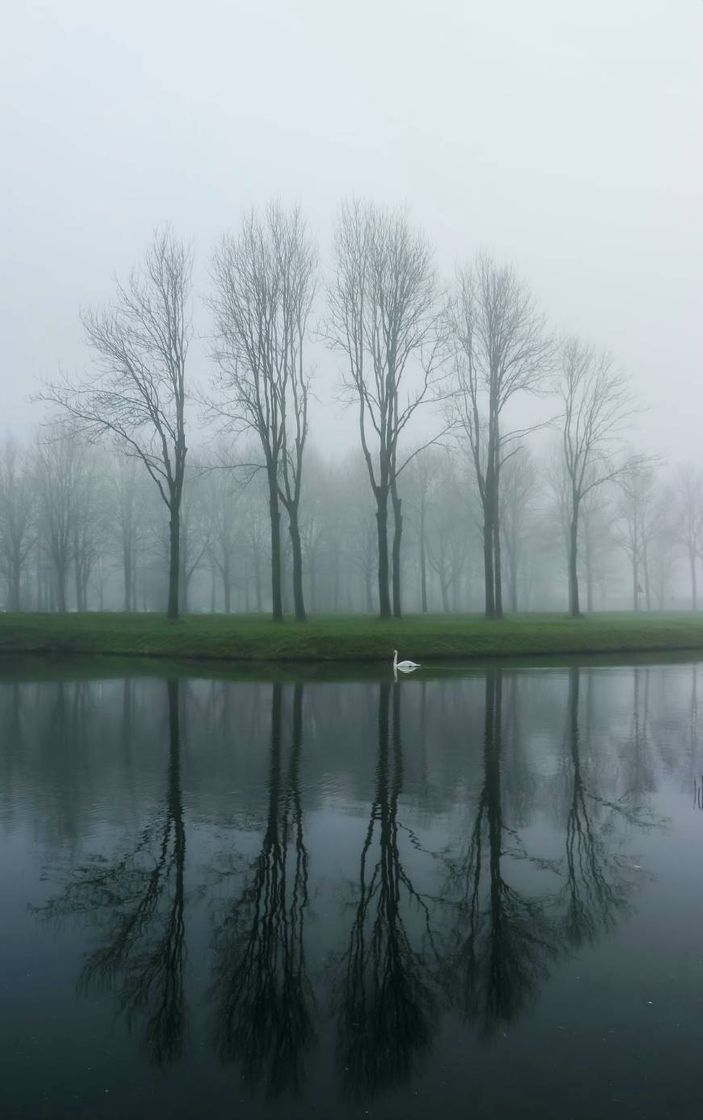 Book El lago de los cisnes