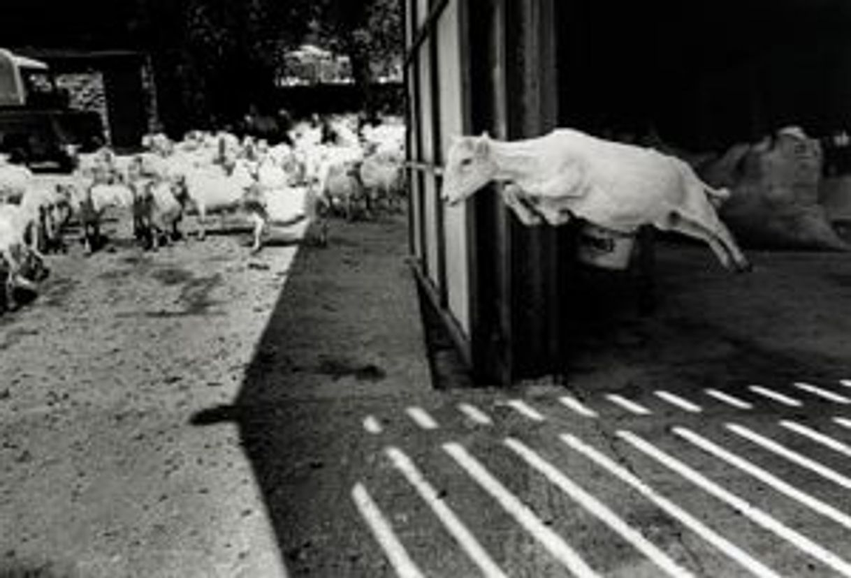 Restaurants Magnum Photos