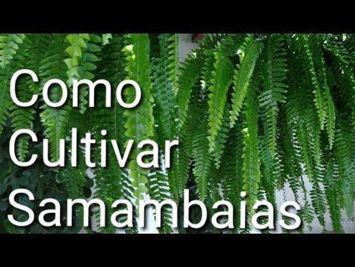 Como cultivar samambaias 🌱