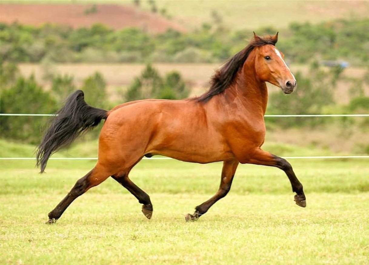 Fashion Lusitano Castanho 