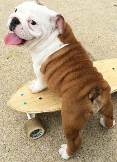 Cachorro no skate 🏄‍♀️👌😆