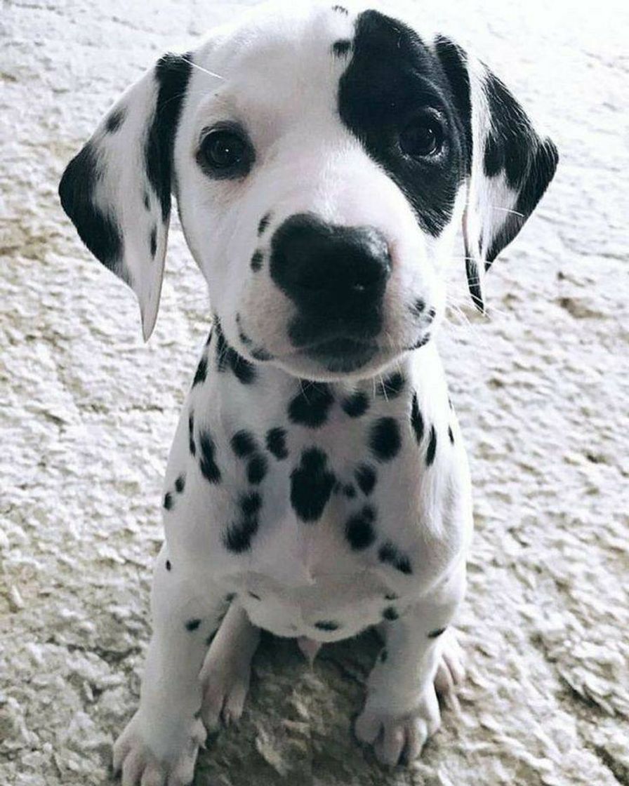 Moda Cachorro dalmata 