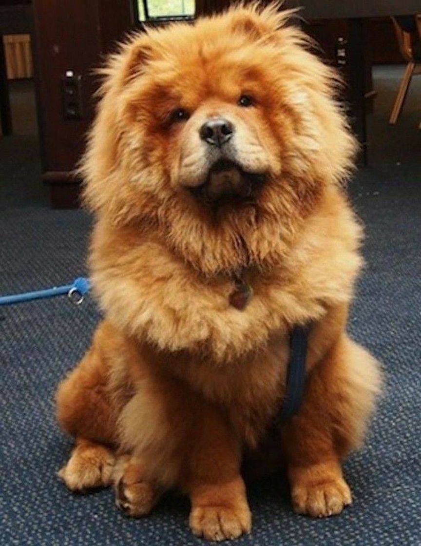 Moda Cachorro chow chow