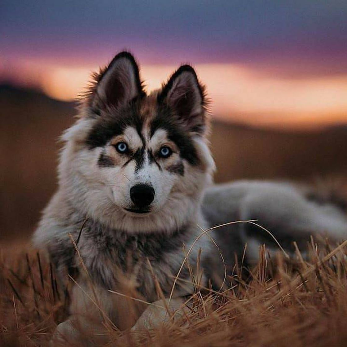 Moda Cachorro Malamute