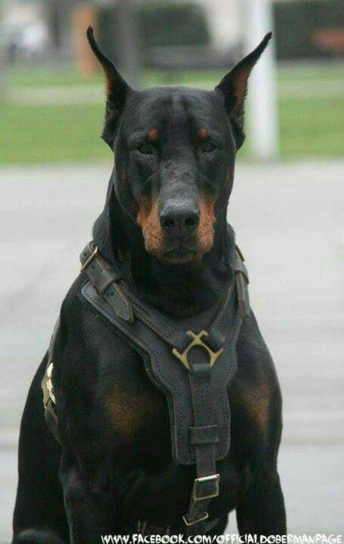 Social Cão militar 