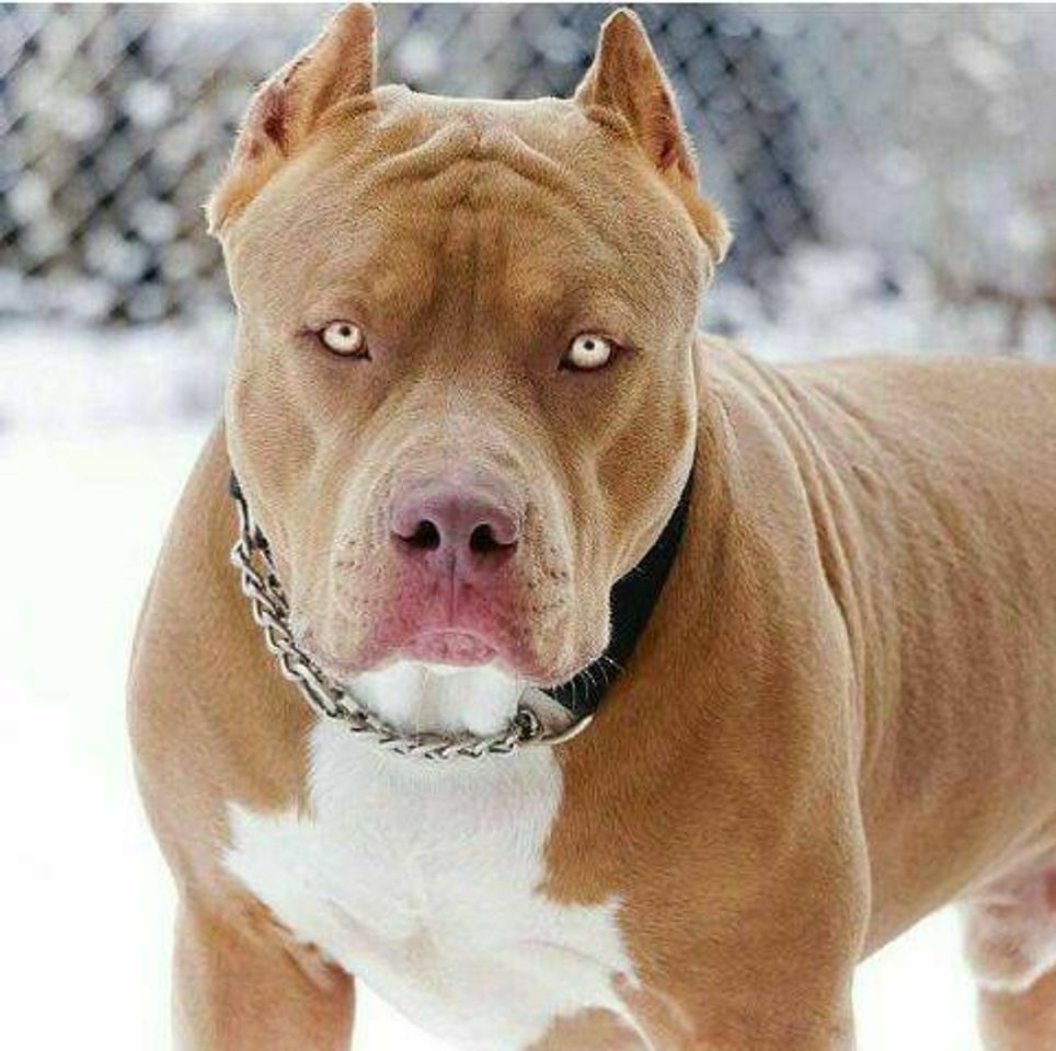 Social Pitbull 
