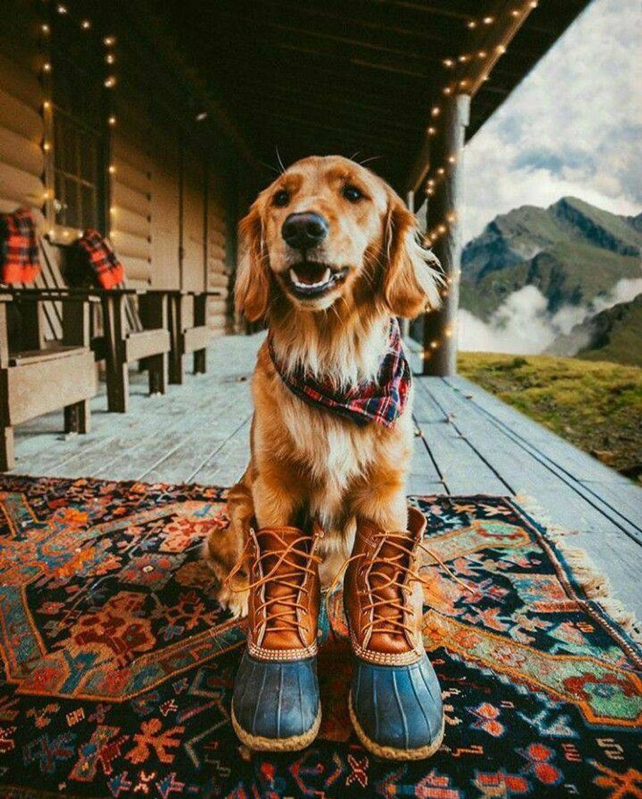 Social Cachorro 