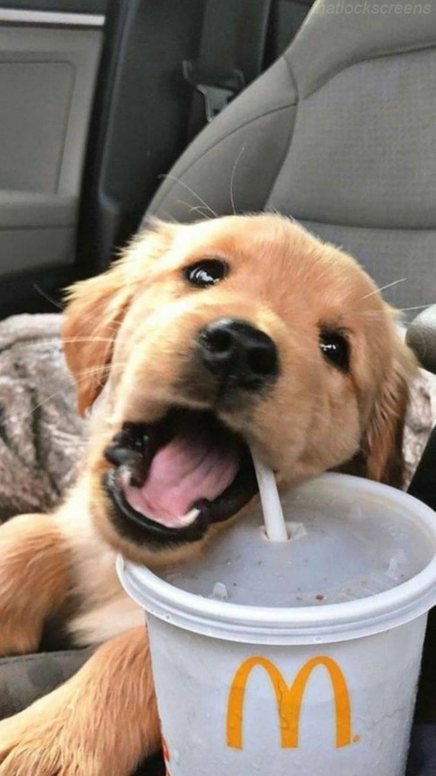 Social Cachorro 🐕 