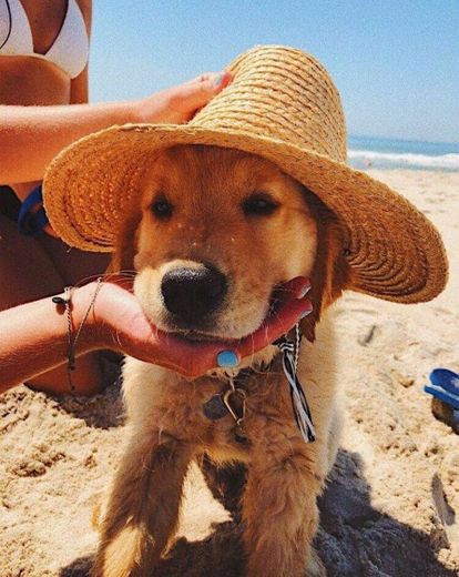 Cachorro praiano 🏄‍♀️