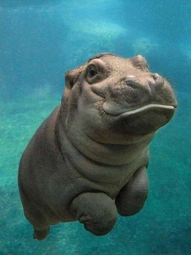 Hipopótamo Bebê