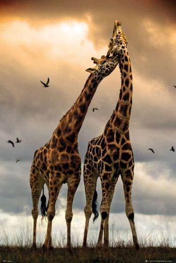 Girafas ❤️