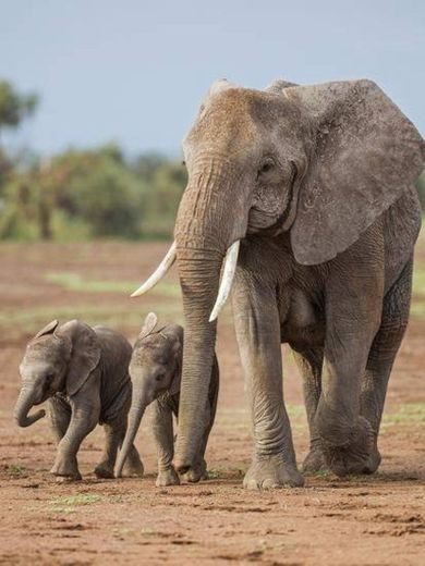 Elefantes 🐘