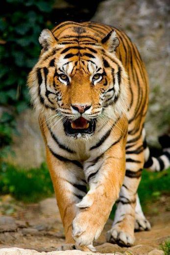 Tigre 🐅